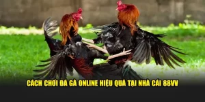 Cách Chơi Đá Gà Online Hiệu Quả Số 1 Tại Nhà Cái 88vv
