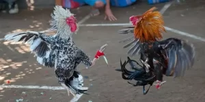 Cách Nuôi Gà Đá Cựa Sắt Hiệu Quả - Tạo Chiến Kê Bất Bại